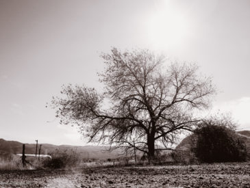 Tree in a vacant lot in Magdalena, New Mexico.