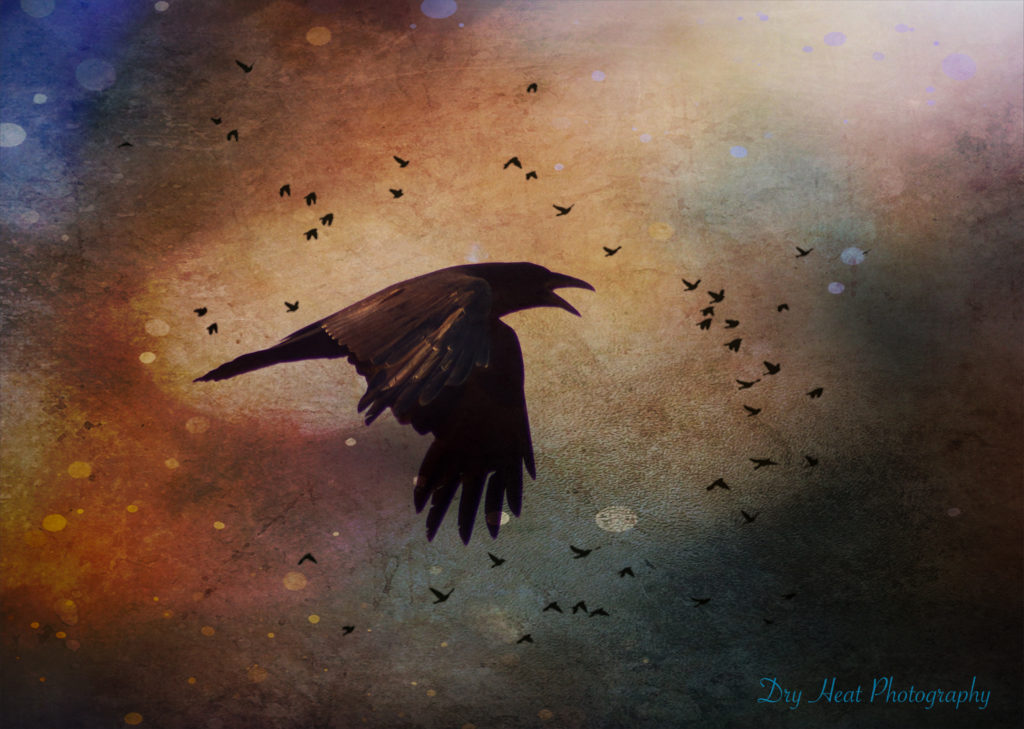 Raven in flight at the Land of the Dead Cemetery in Madrid, New Mexico.