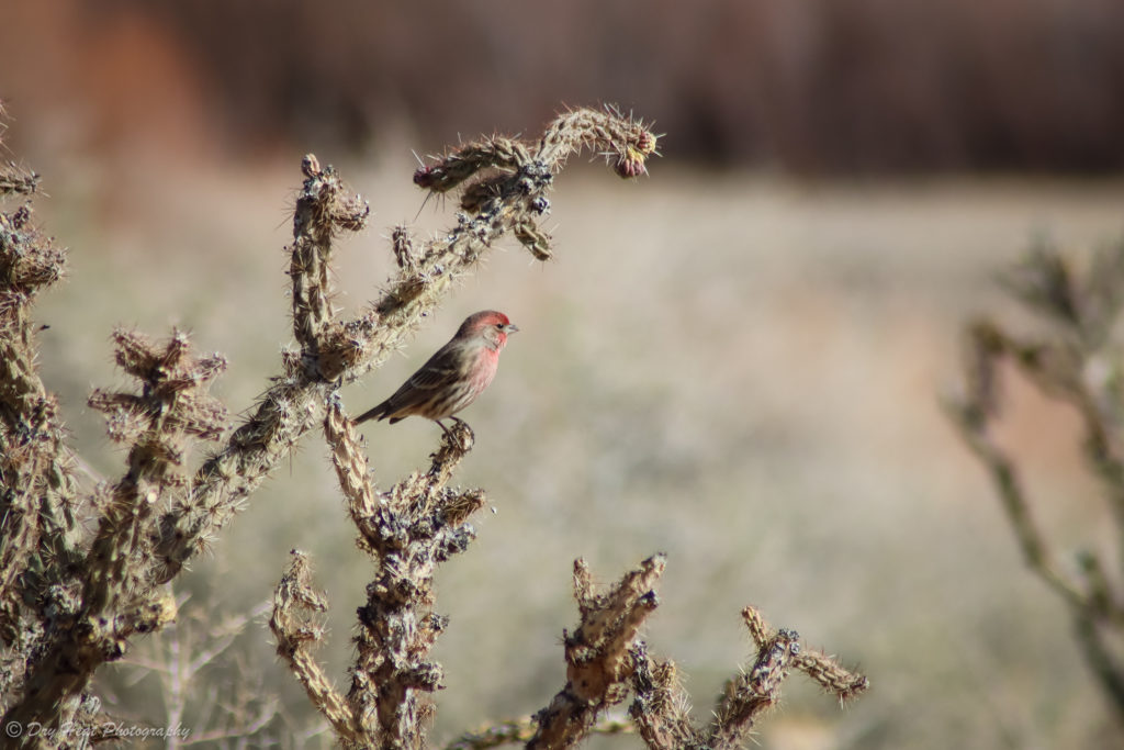 A red house finch sits in a cholla cactus at the Coronado Historic Site in Bernalillo, New mexico.