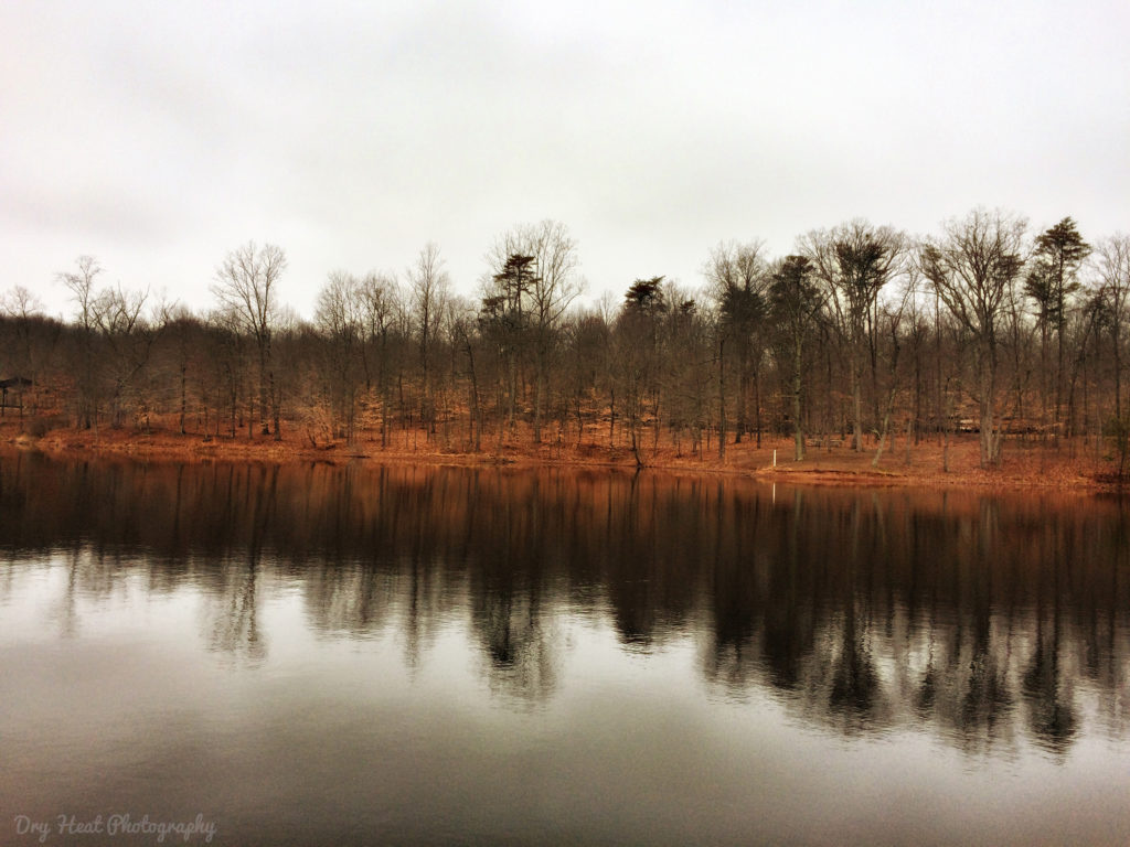 Trees reflect in a clear pond at Tarara Winery in Leesburg, VA.