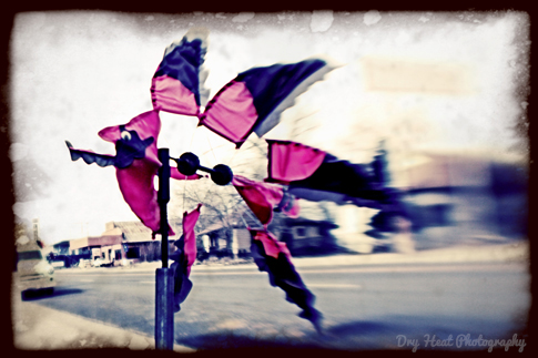 An Arizona Cardinal in the Route 66 town of Seligman, Arizona.
