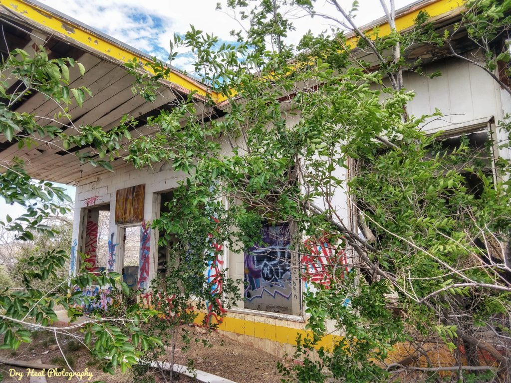 Wild trees have surrounded the abandoned Whiting Bros Gas Station on Route 66 near Grants, New Mexico.