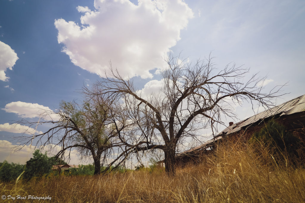 Abandoned trees in the Route 66 ghost town of Newkirk, New Mexico.