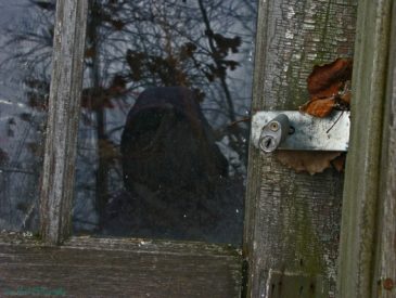 My reflection in the front door of an abandoned house in Navarino, Wisconsin.