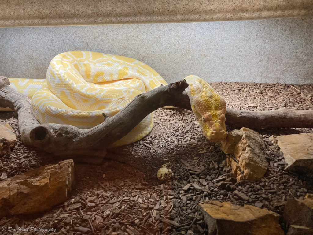 Albino Burmese Python at the Rattlesnake Museum in Albuquerque, New Mexico.