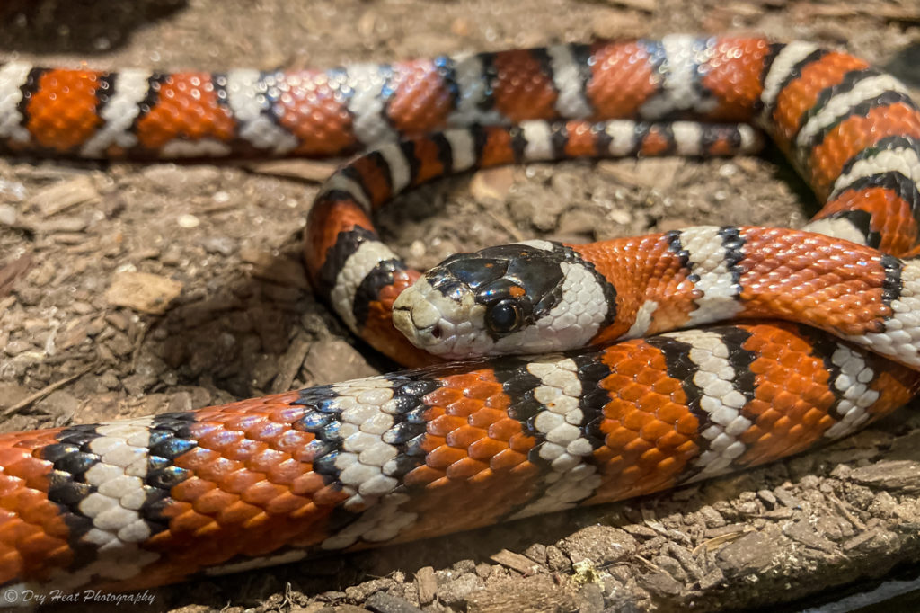 Scarlet Kingsnake at the Rattlesnake Museum in Albuquerque, New Mexico.