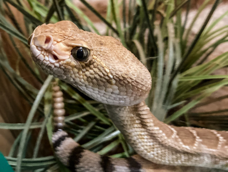 Red Diamond Rattlesnake at the Rattlesnake Museum in Albuquerque, New Mexico.