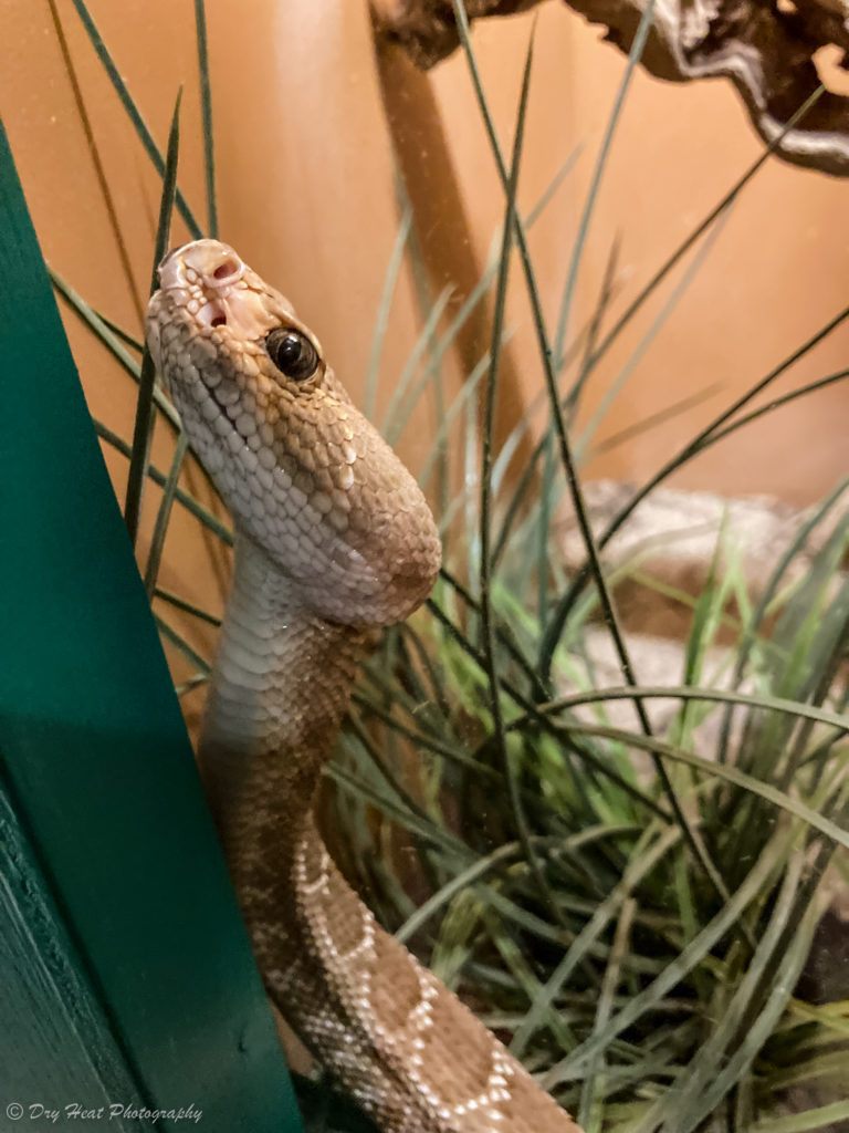Red Diamond Rattlesnake at the Rattlesnake Museum in Albuquerque, New Mexico.