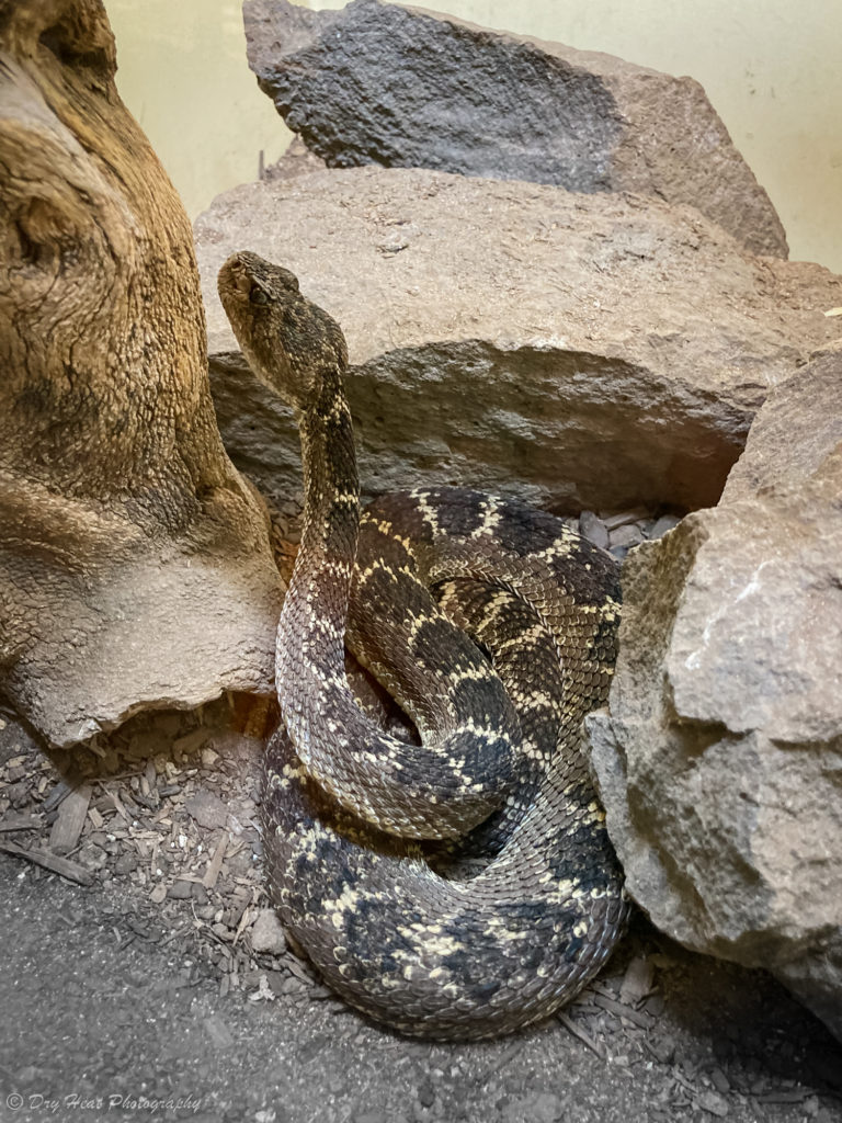Arizona Black Rattlesnake at the Rattlesnake Museum in Albuquerque, New Mexico.