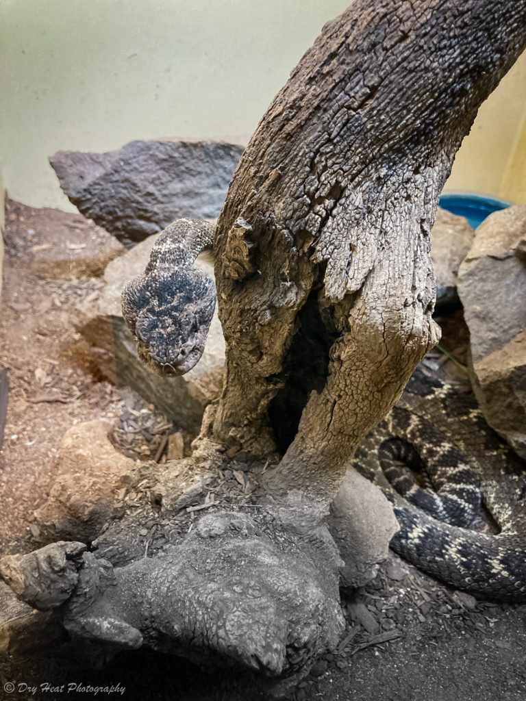 Arizona Black Rattlesnake at the Rattlesnake Museum in Albuquerque, New Mexico.