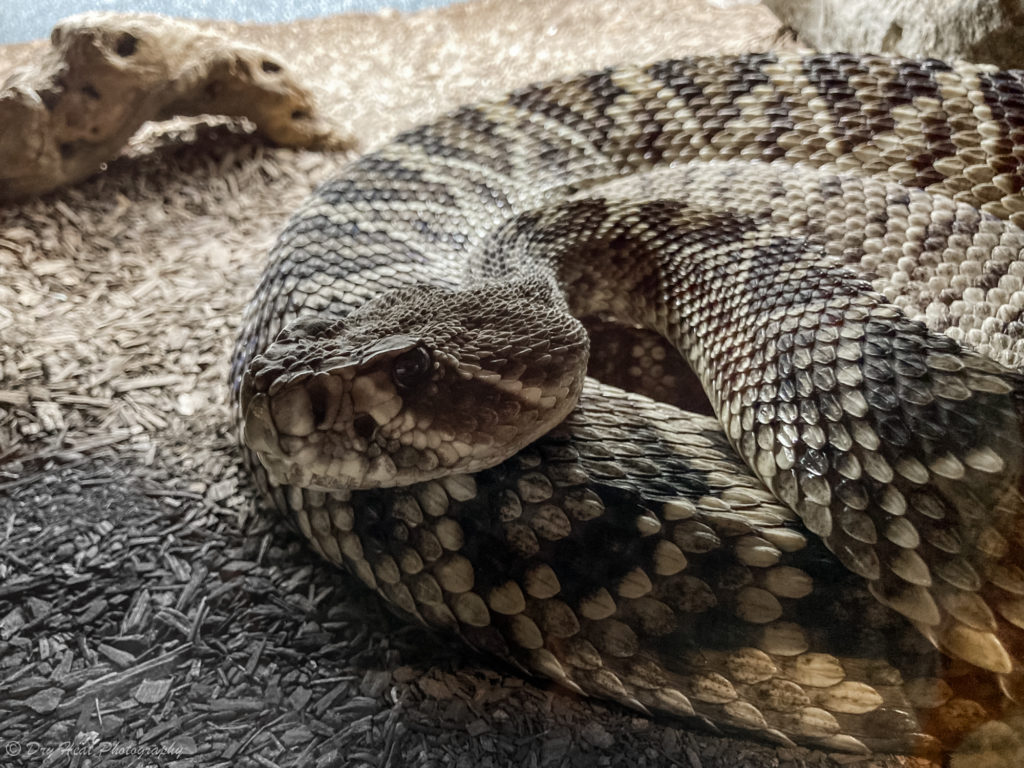 Arizona Black Rattlesnake at the Rattlesnake Museum in Albuquerque, New Mexico.