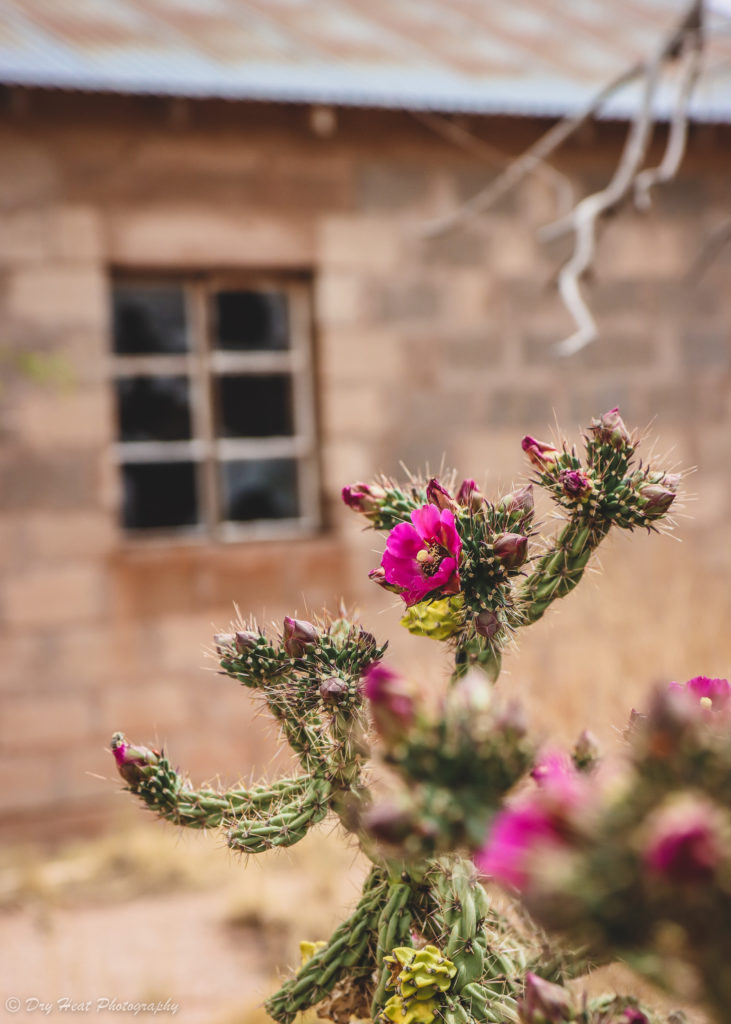 Blooming cholla cactus in the Route 66 ghost town of Cuervo, New Mexico.