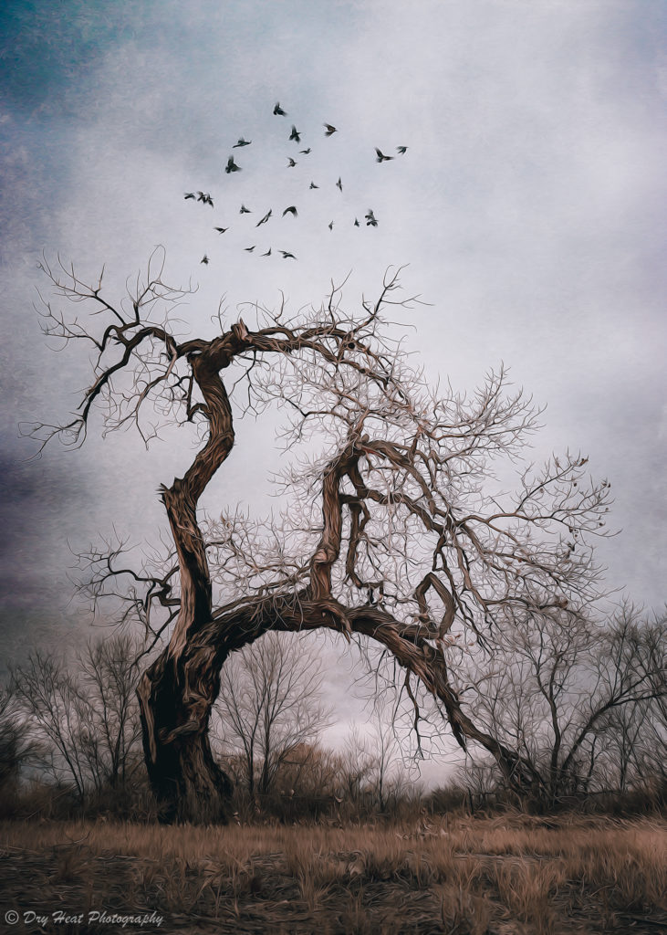 Old Cottonwood Tree in Los Lunas, New Mexico. Original photograph by DeAnna Vincent available at the Merc 66 in the El Vado on Central.