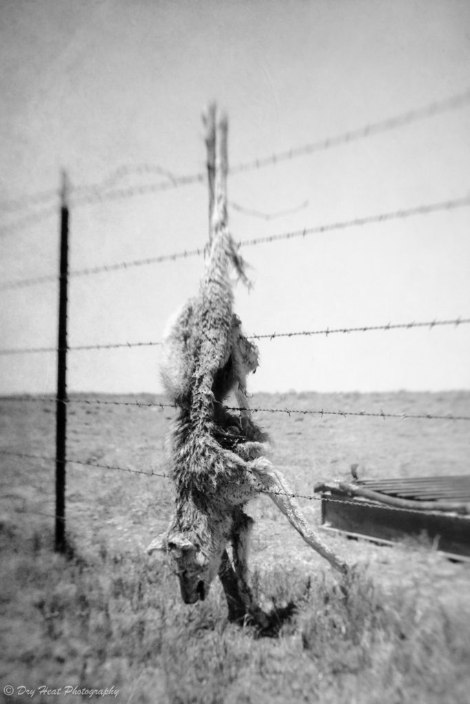 Dead coyote nailed to a fence in Lucy, New Mexico.